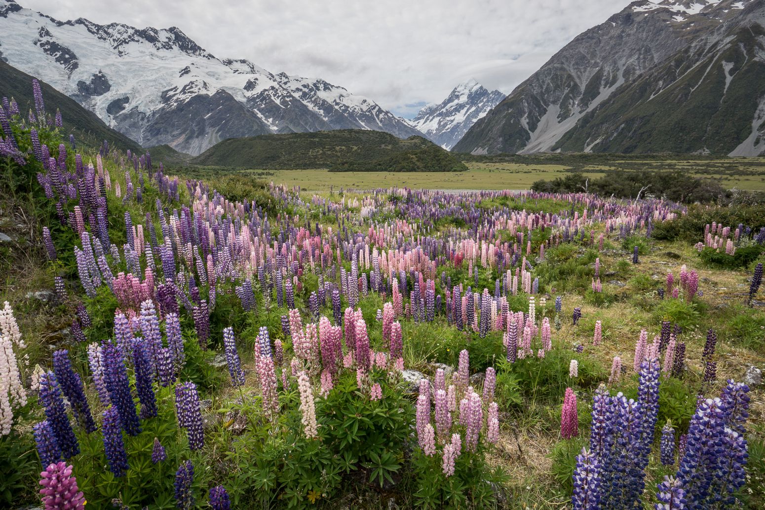 Kea Point Track with Mt Cook in the background, New Zealand